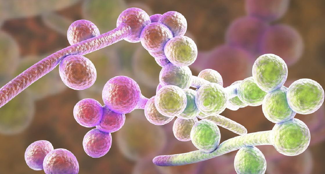 Tratamientos para candidiasis resistentes