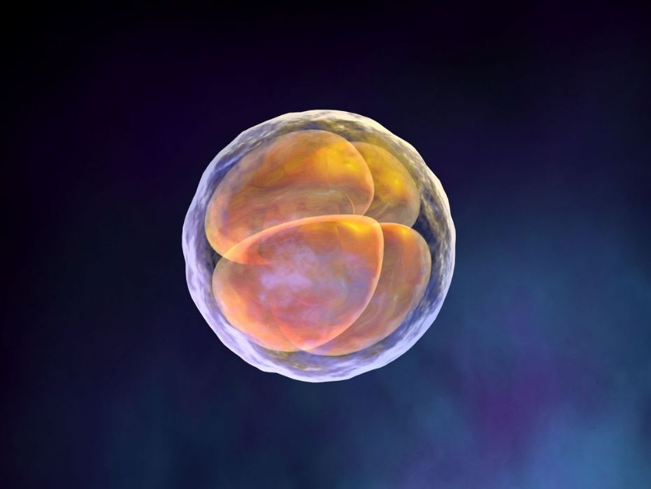 Microbiota endometrial, clave para lograr tu embarazo. ¡Entérate!